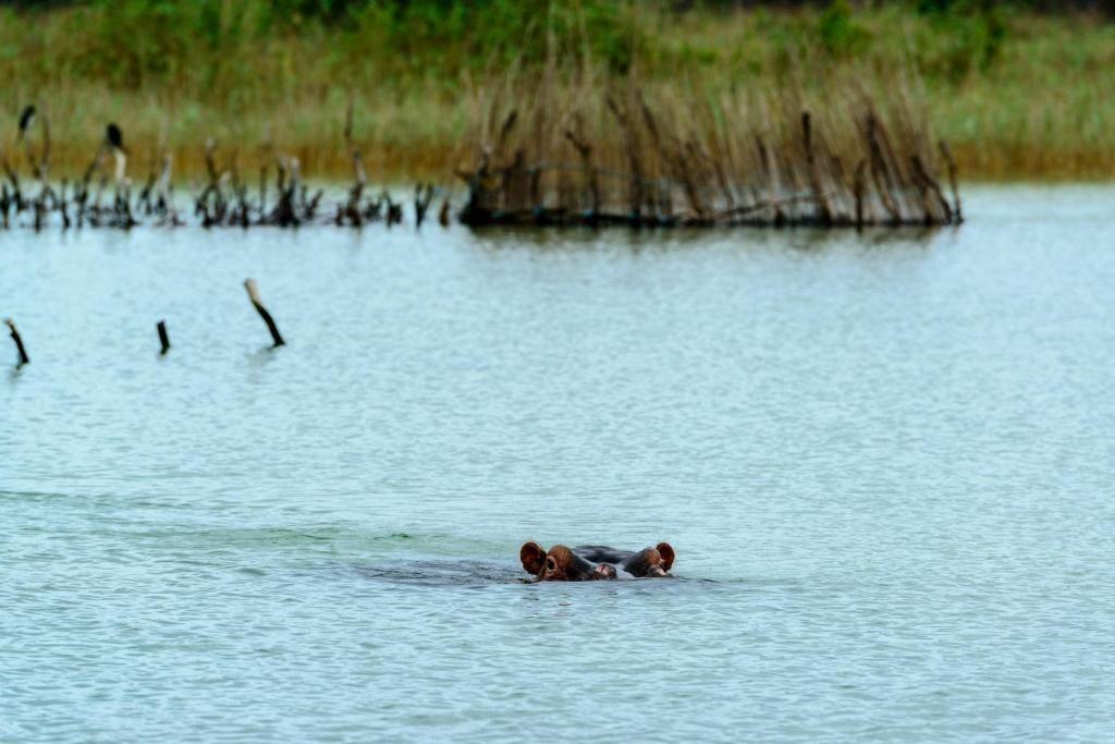 Kosi Forest Lodge Manguzi Exteriér fotografie